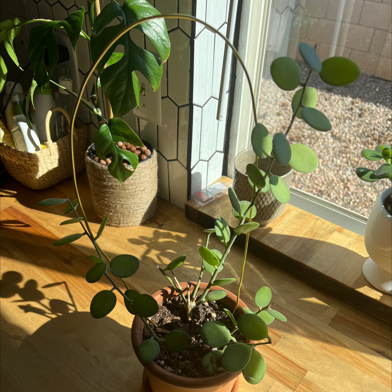 Silver Dollar Vine in a pot near a window, supported by a hoop.