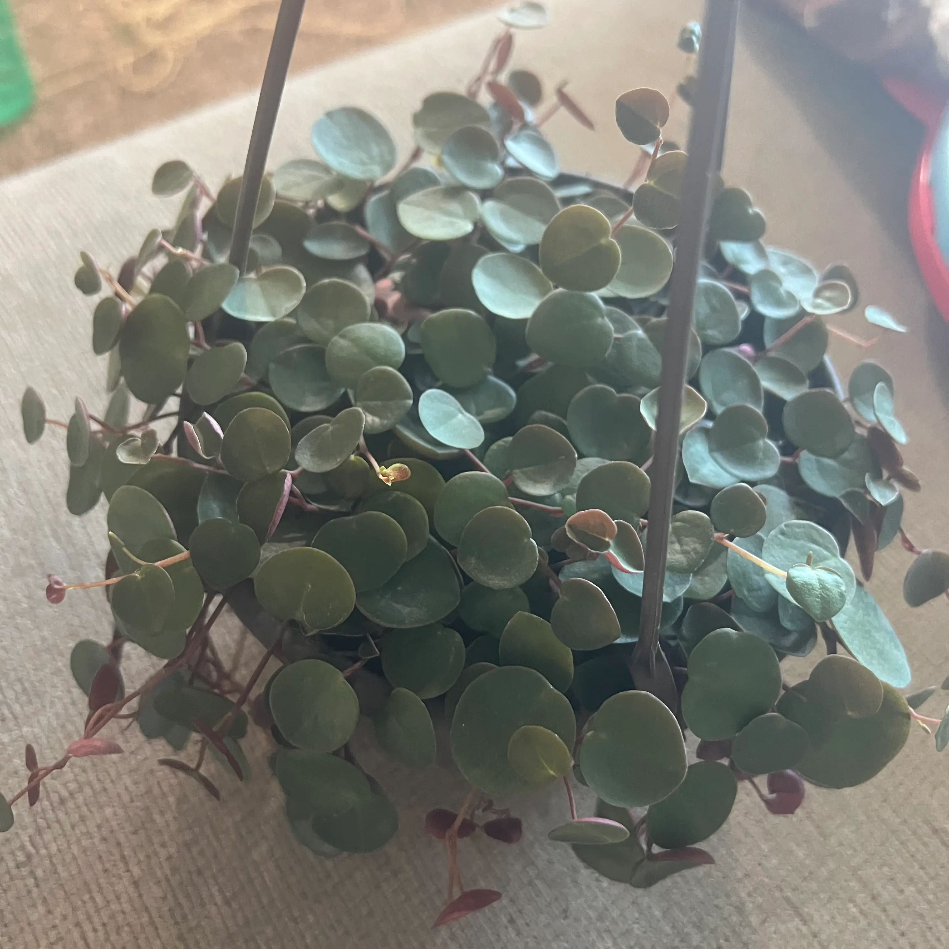 Peperomia 'Ruby Cascade' plant in a hanging pot with green, vibrant leaves.