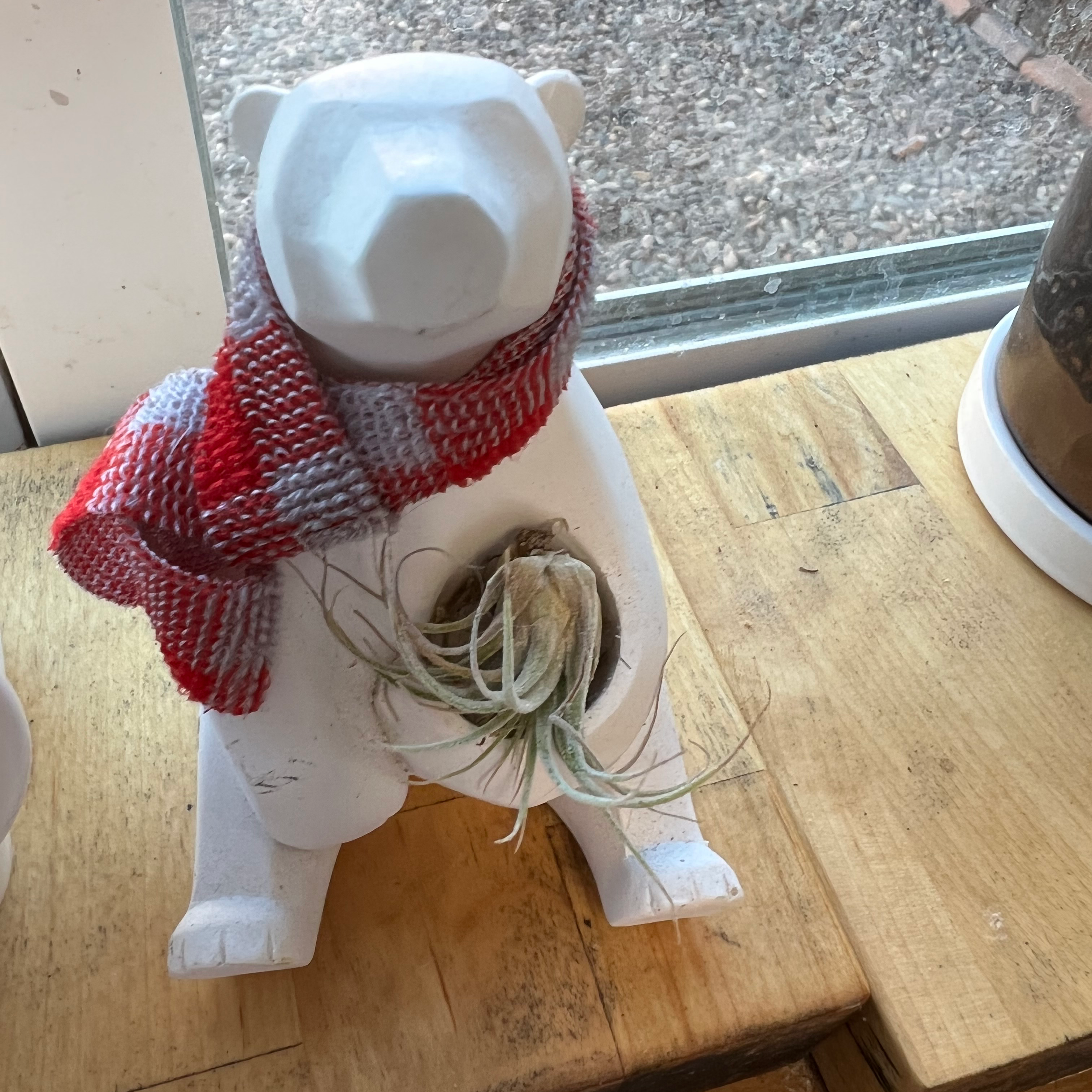 Small Ballmoss plant on a decorative bear figurine with a scarf, placed on a wooden surface.
