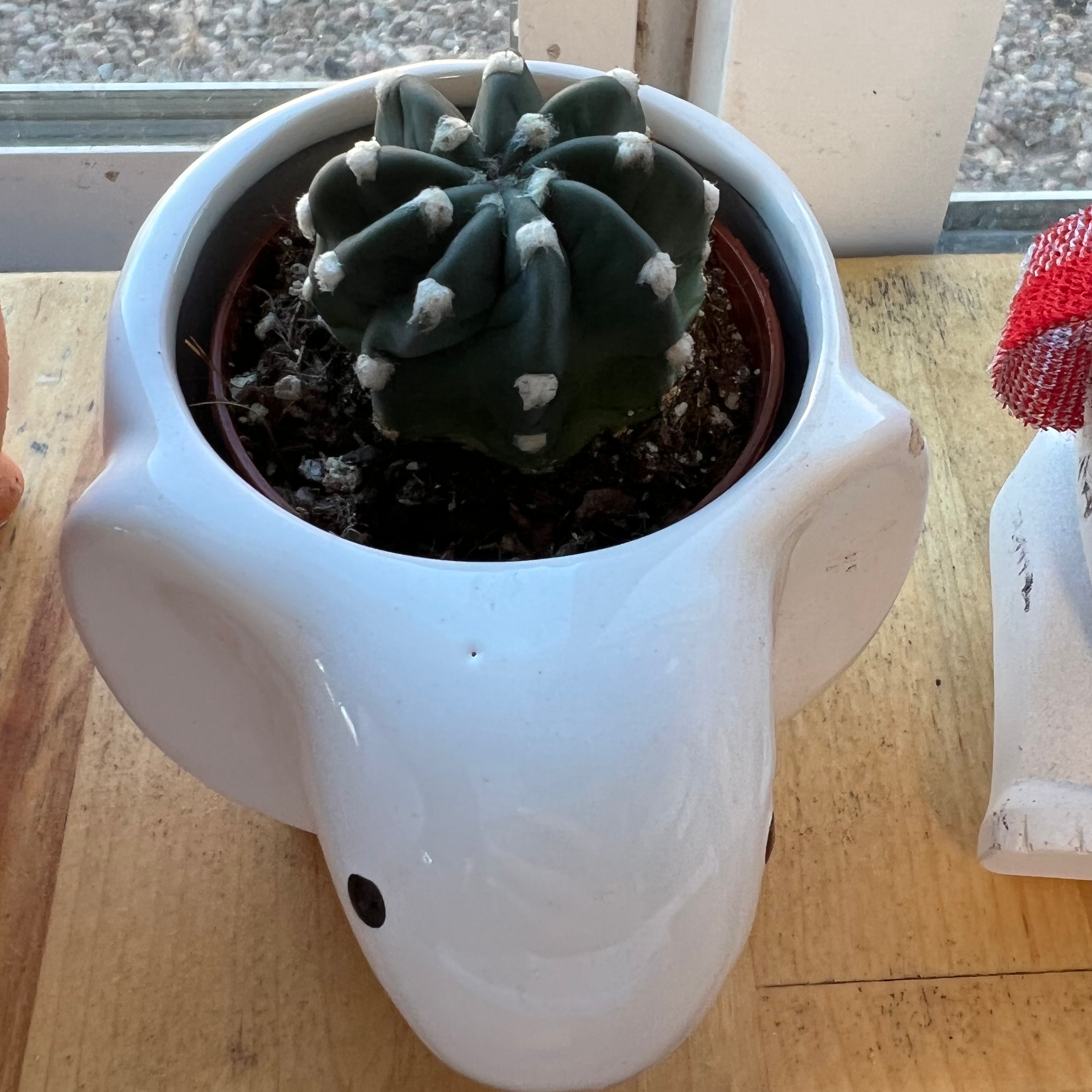 Blue Barrel Cactus in a white pot, healthy with visible soil.