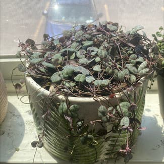 String of Hearts plant in Moscow, Idaho