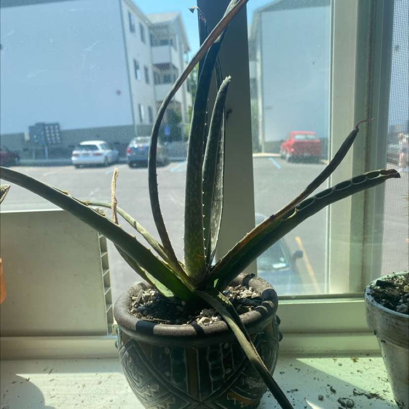 Aloe vera plant photo by Rory named Broken boi on Greg, the plant care app.