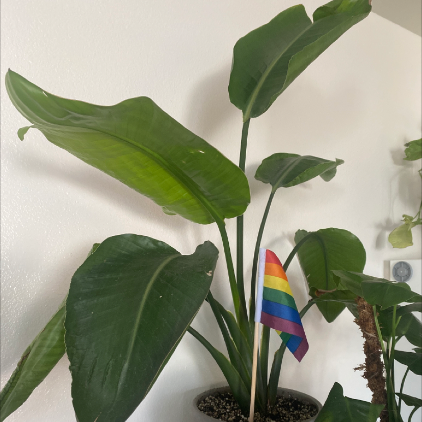 White Bird of Paradise plant photo by Rory named little birdy on Greg, the plant care app.