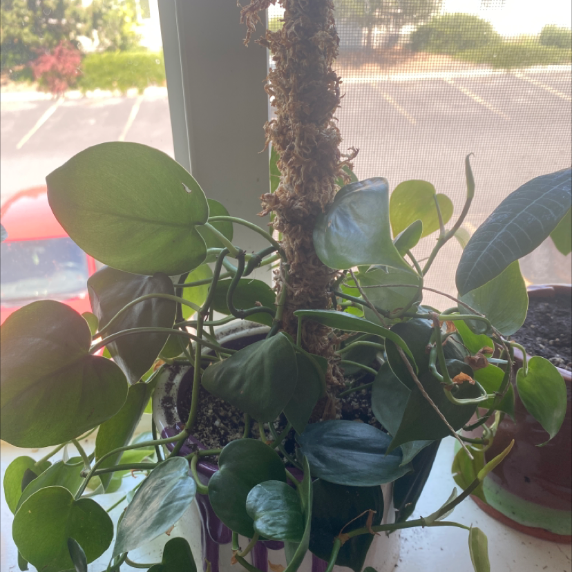 Philodendron Scandens plant photo by Rory named Denali on Greg, the plant care app.