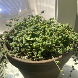String of Pearls plant in Moscow, Idaho