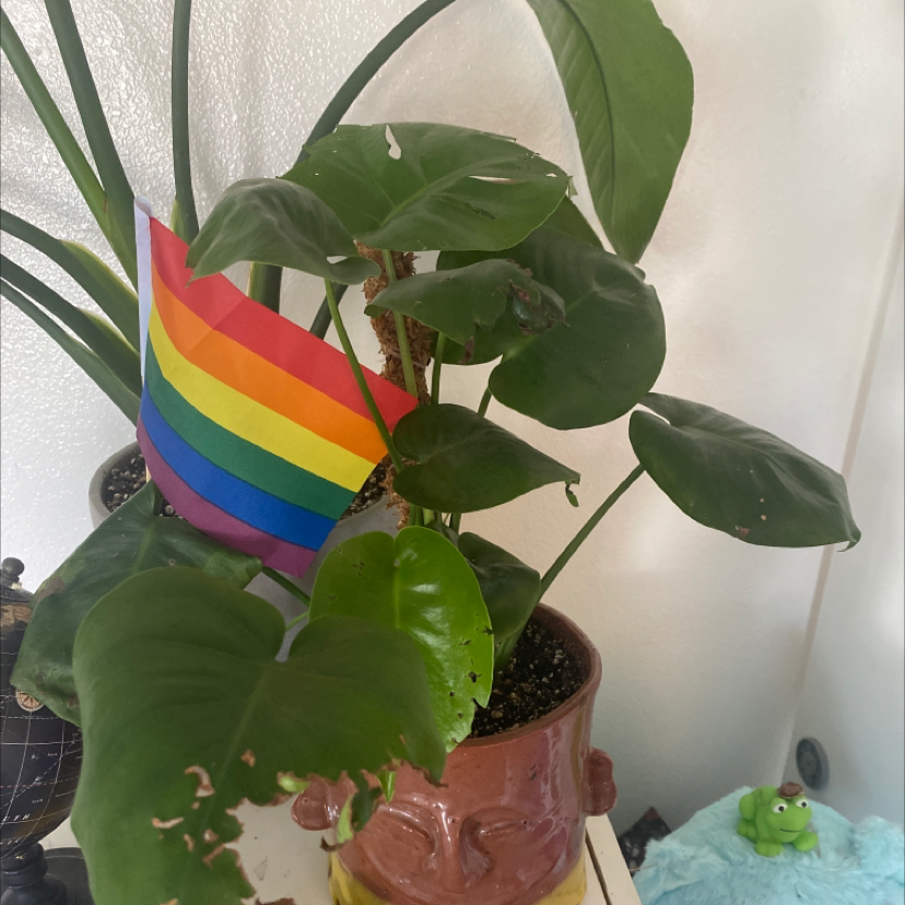 Monstera plant photo by Rory named Gregarious on Greg, the plant care app.