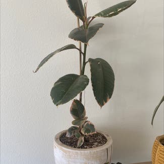 Rubber Plant plant in Moscow, Idaho