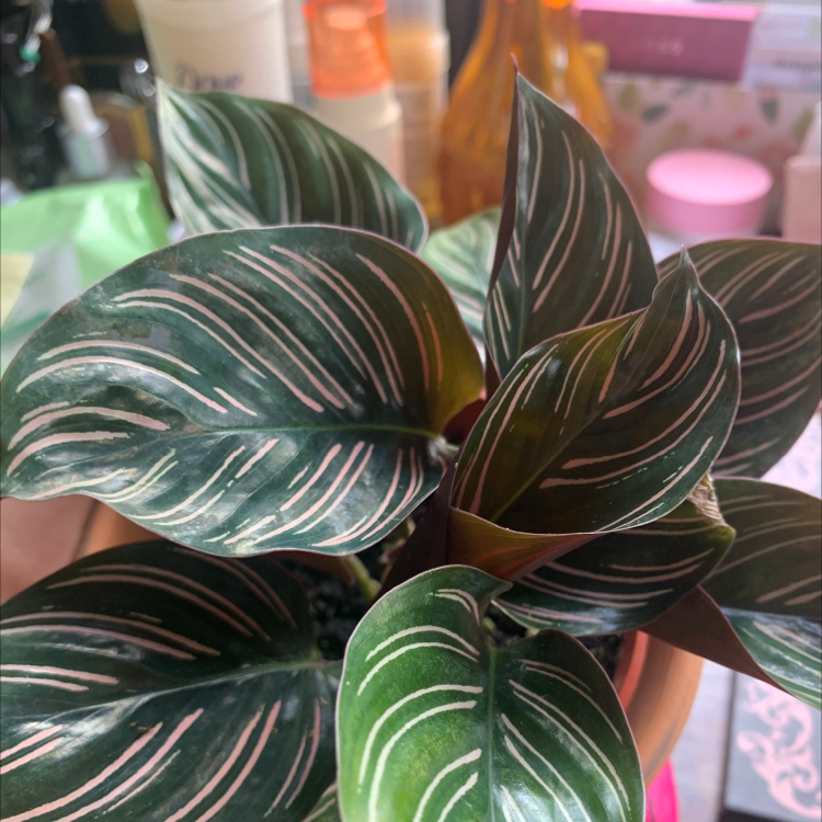Pinstripe Calathea with white stripes on dark green leaves, healthy appearance.
