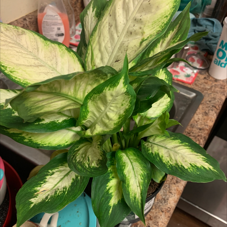 A healthy, mature Dieffenbachia plant with vibrant green and yellow variegated leaves, well-framed in the image.
