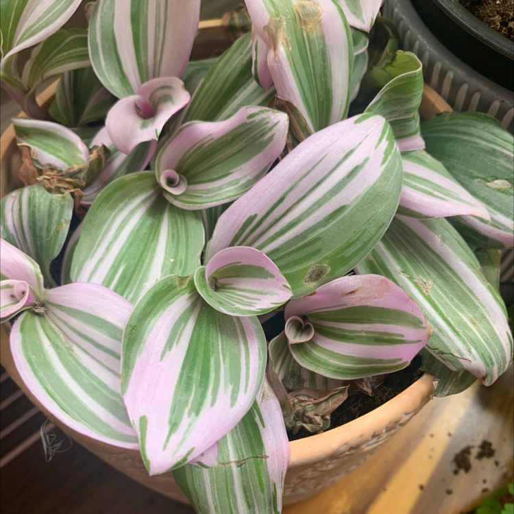 Tradescantia Nanouk plant with variegated green and pink leaves in a pot with visible soil.