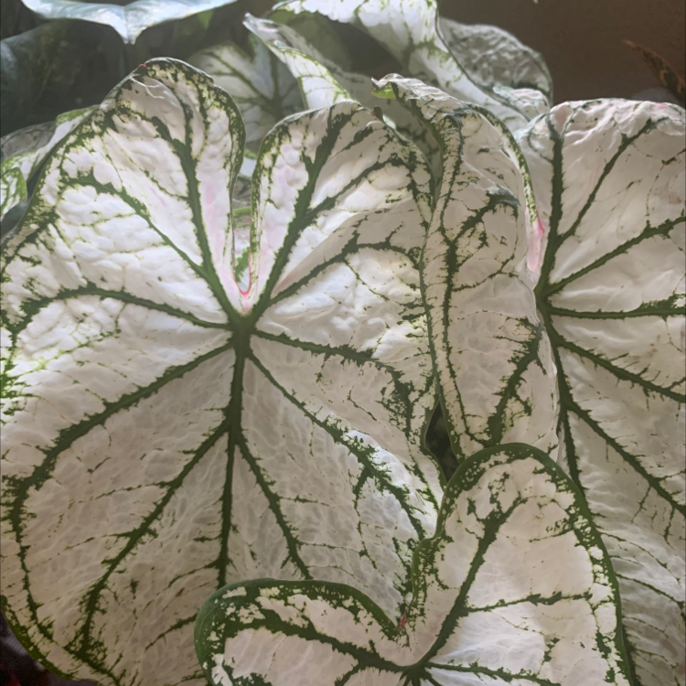 Close-up of a healthy, vibrant Caladium 'Heart of Jesus' plant with large, intricately patterned green and white leaves.