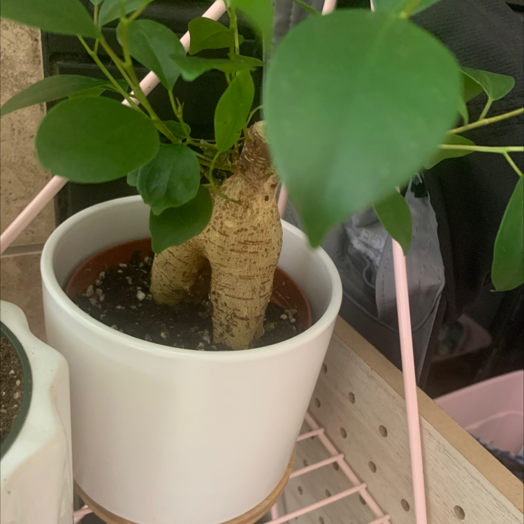 Healthy potted Ficus Ginseng bonsai tree with thick gnarled roots and vibrant green foliage in a white ceramic pot.