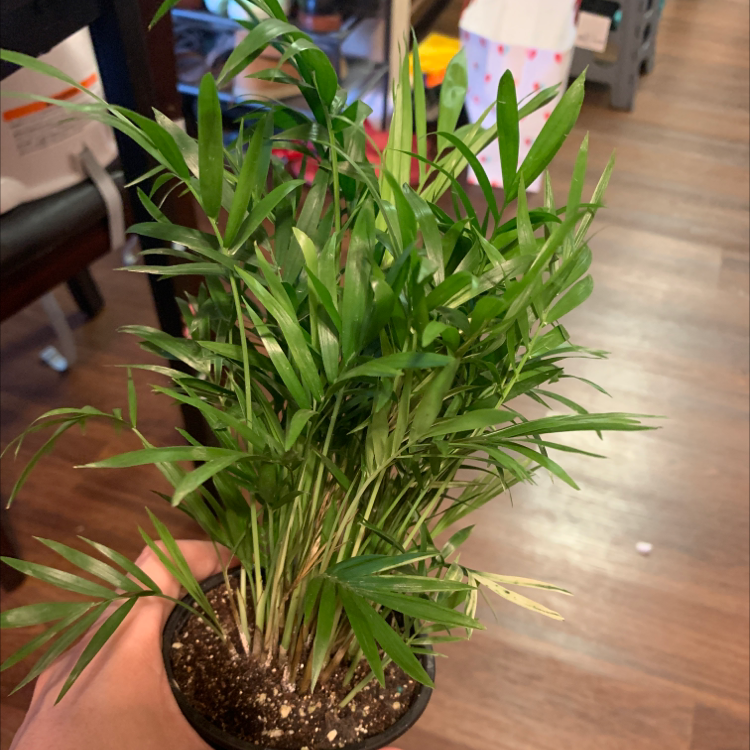 Photo of the plant species Bamboo Palm by @AddieG named Topper on Greg, the plant care app