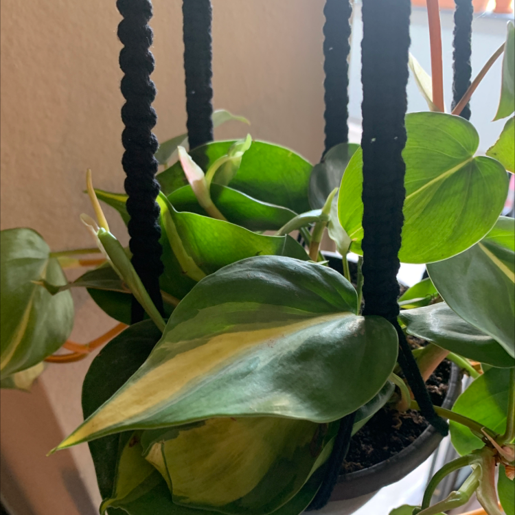 Philodendron Brasil plant in a hanging pot with healthy variegated leaves.