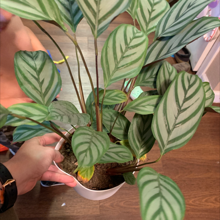 Never Never Plant with green and white striped leaves in a small pot, held by a hand.