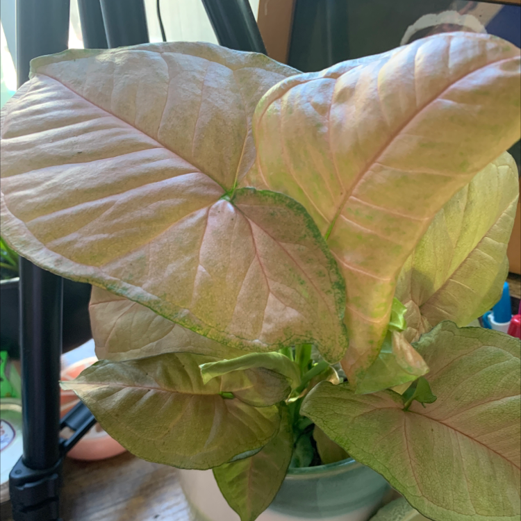 Close-up of an Arrowhead Plant with large arrow-shaped leaves in green and pink. Some yellowing visible on leaf edges.