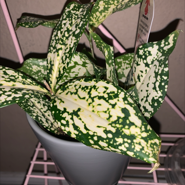 A healthy and thriving Gold Dust Dracaena plant with signature yellow and green variegated leaves, well-framed in a light colored pot.