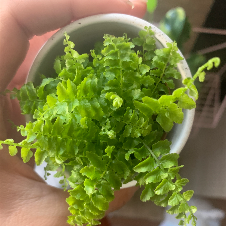Hand holding a small, healthy Boston fern plant with bright green lacy fronds in a white plastic growing pot.