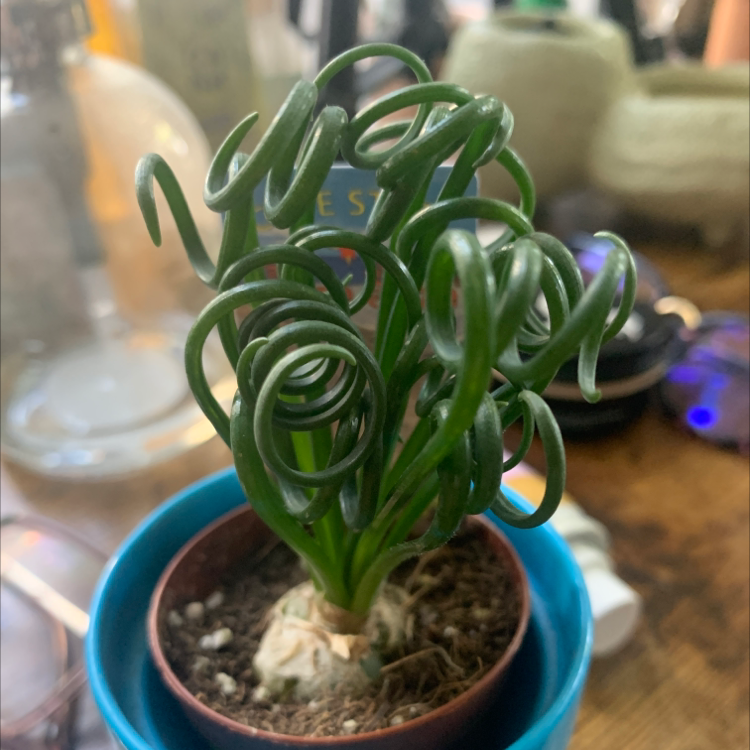 Frizzle Sizzle plant with curly green leaves in a small pot, soil visible.