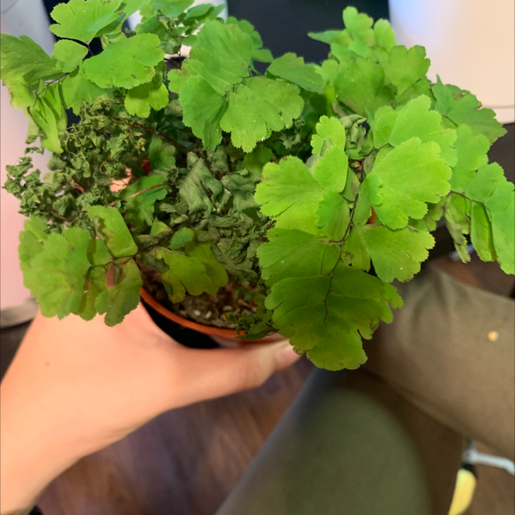 Maidenhair Fern with vibrant green leaves and some dried leaves in the center, held by a hand.