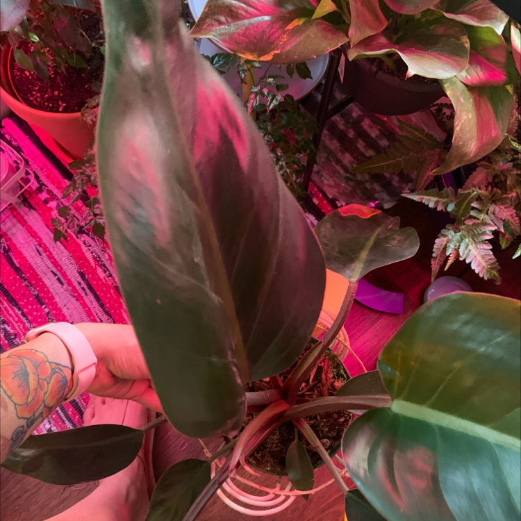 Philodendron 'Red Congo' plant with large, glossy leaves. Hand holding the plant.