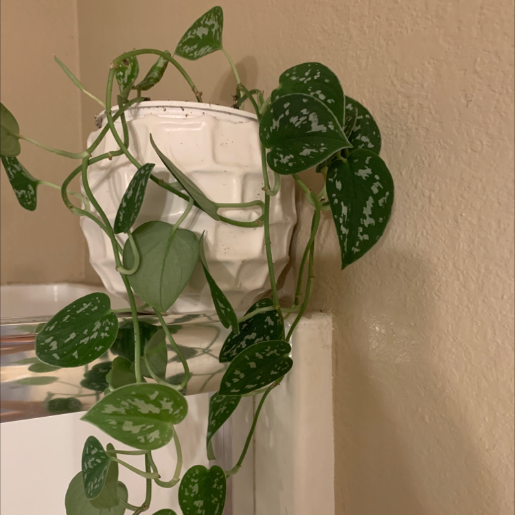 Healthy variegated satin pothos plant with long trailing vines growing in water in a clear glass vase against a beige wall.