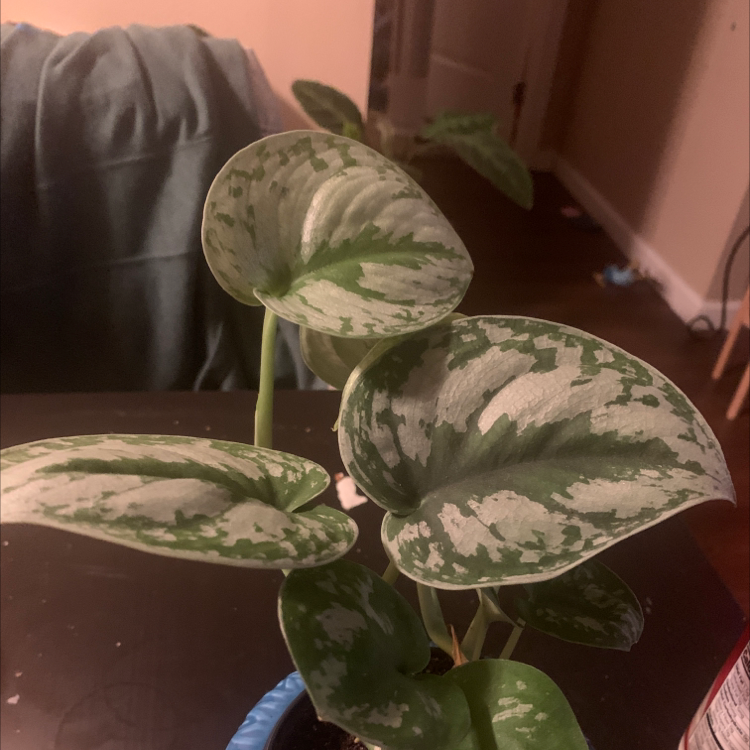 Photo of the plant species Silver Anne Pothos by @AddieG named Silvia on Greg, the plant care app