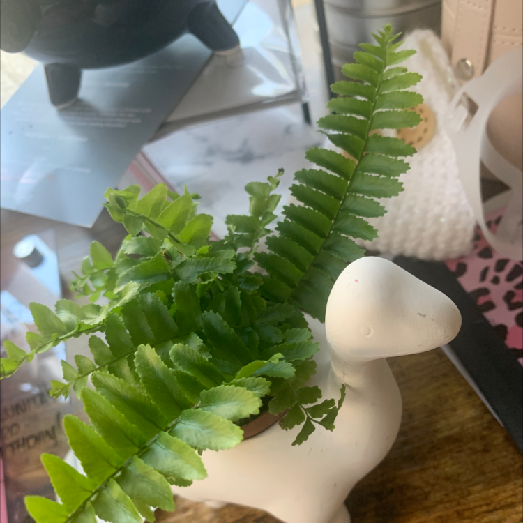 Close-up of a healthy, vibrant Boston fern with lush green fronds, held by a human hand to showcase the plant's beauty.