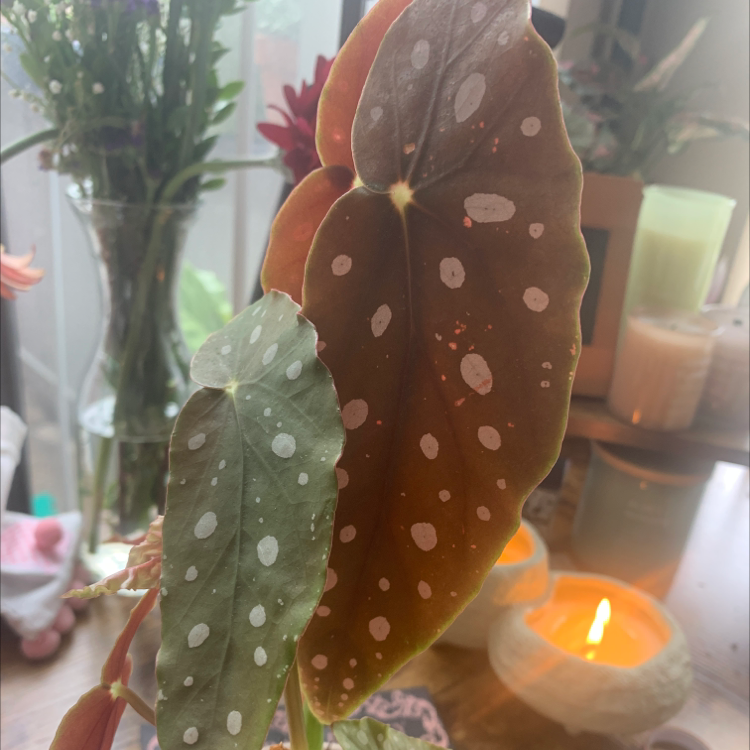 Polka Dot Begonia with characteristic spotted leaves, indoors with candles and other plants in the background.
