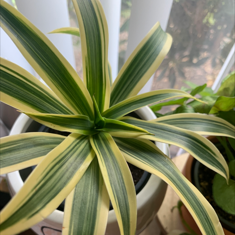Close-up of a healthy, vibrant Song of India plant with green and yellow variegated leaves.
