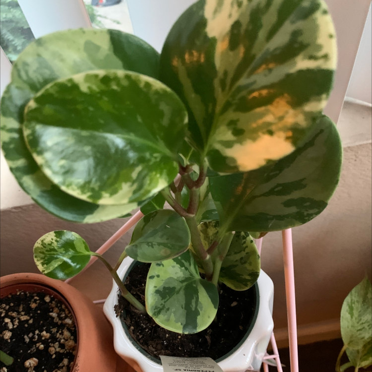 Variegated baby rubber plant in terracotta pot, human hand holding leaf to show coloring. Slight yellowing on one leaf.