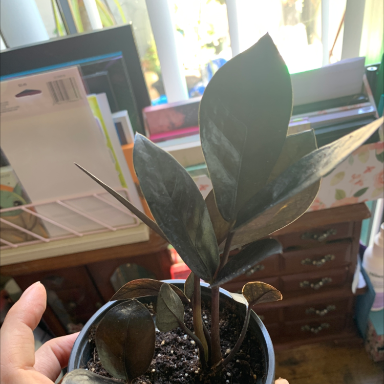 Raven ZZ Plant in a small pot, held by a hand, with dark, glossy leaves.