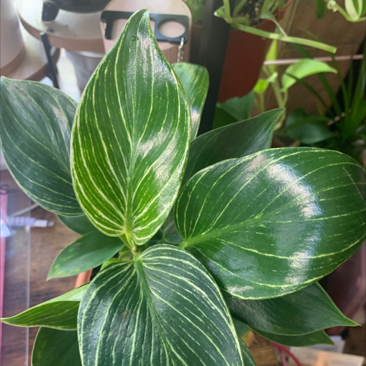 Philodendron Birkin plant with healthy, glossy green leaves and white variegation.