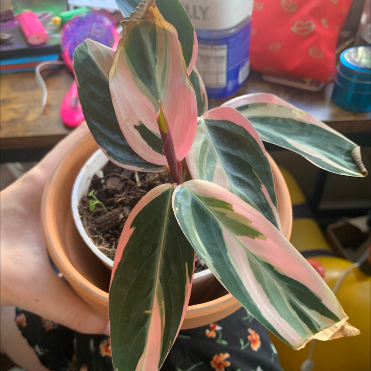 Triostar Stromanthe plant with variegated leaves in a pot, showing some browning at the tips.