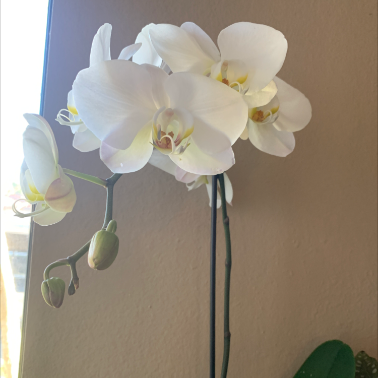 Moon Orchid with white flowers, healthy and well-formed.
