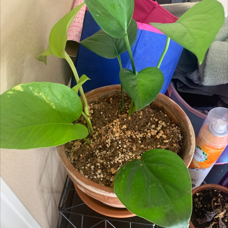 Potted Neon Pothos plant with visible soil and slight yellowing on one leaf.