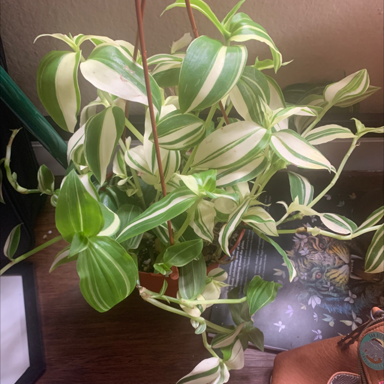 Tradescantia 'Yellow Zebra' plant with variegated green and white leaves, healthy appearance.