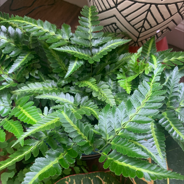 Photo of the plant species Northern Hollyfern by @AddieG named Fernada on Greg, the plant care app