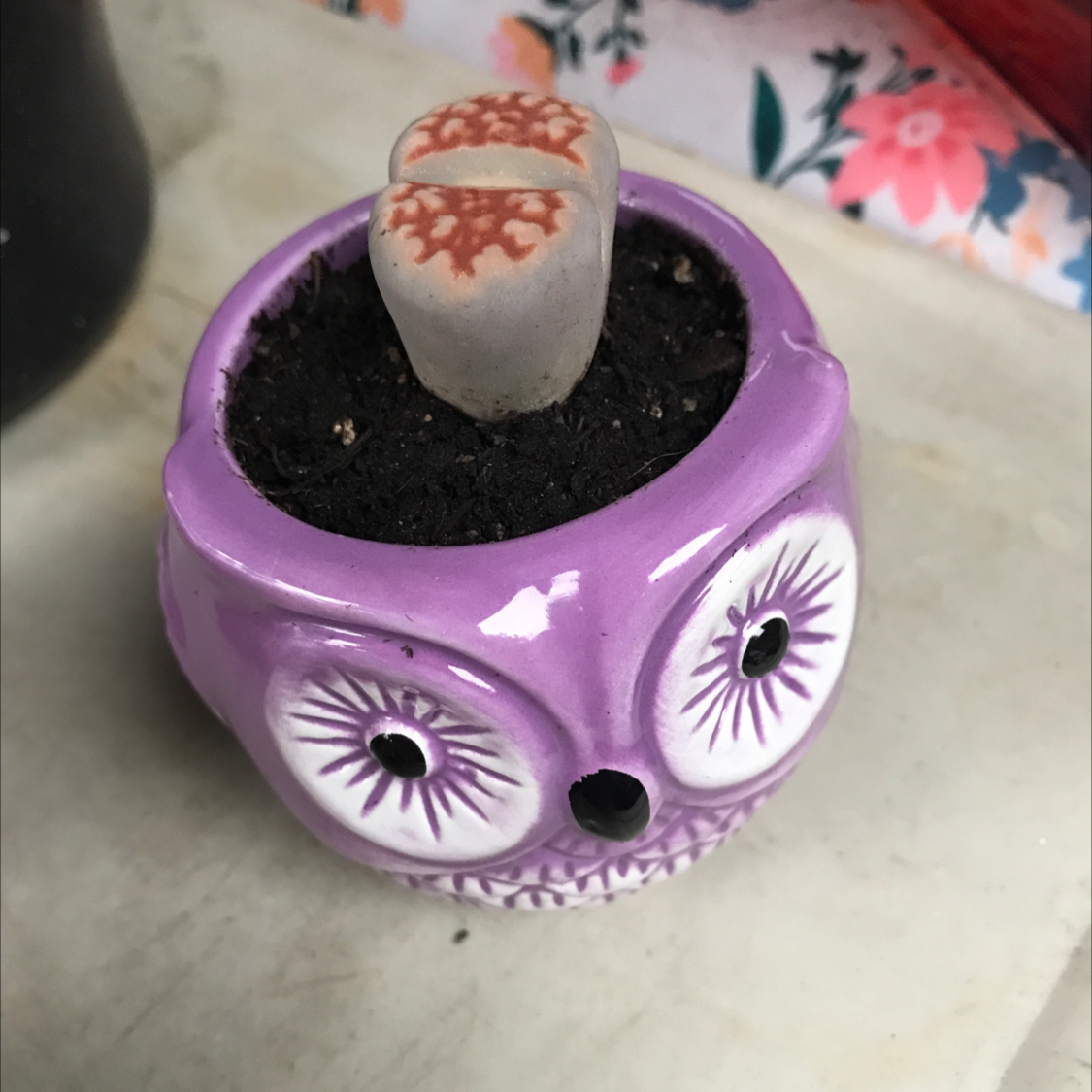 Photo of the plant species Living Stone by Veronica named Delilah on Greg, the plant care app