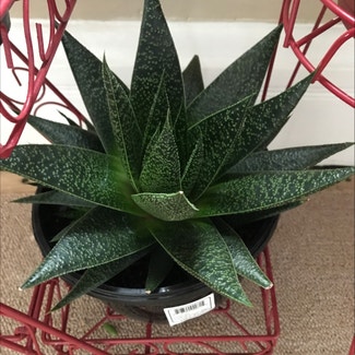 Lace Aloe plant in Bromley, Kentucky