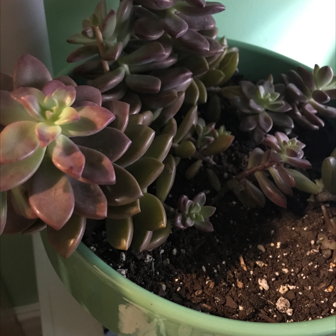 Photo of the plant species Sedum Red Carpet by Veronica named Captain Plant-it on Greg, the plant care app
