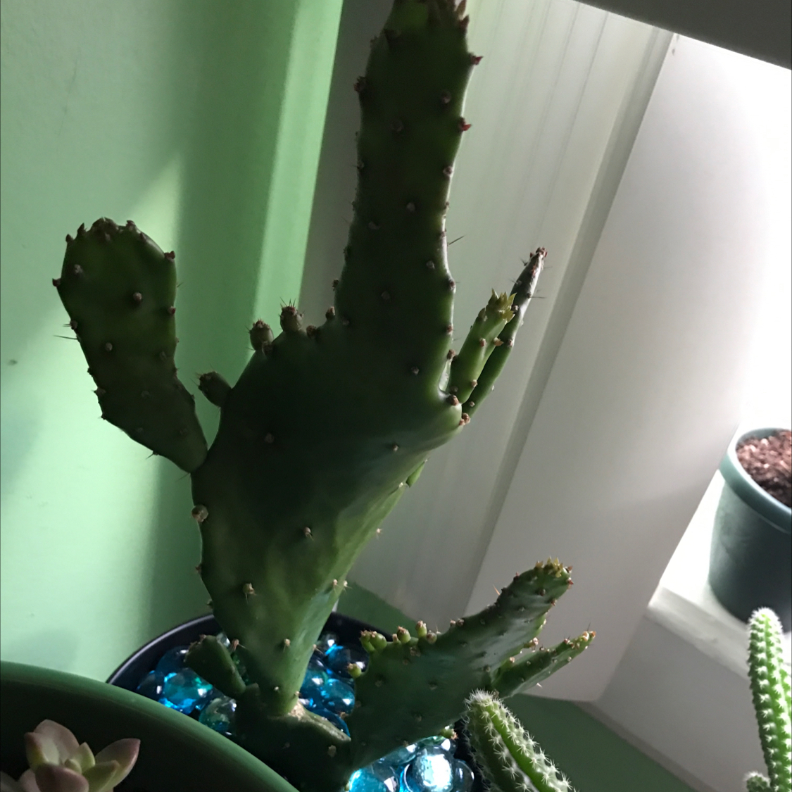 Brazilian Pricklypear cactus indoors near a window with visible sunlight.