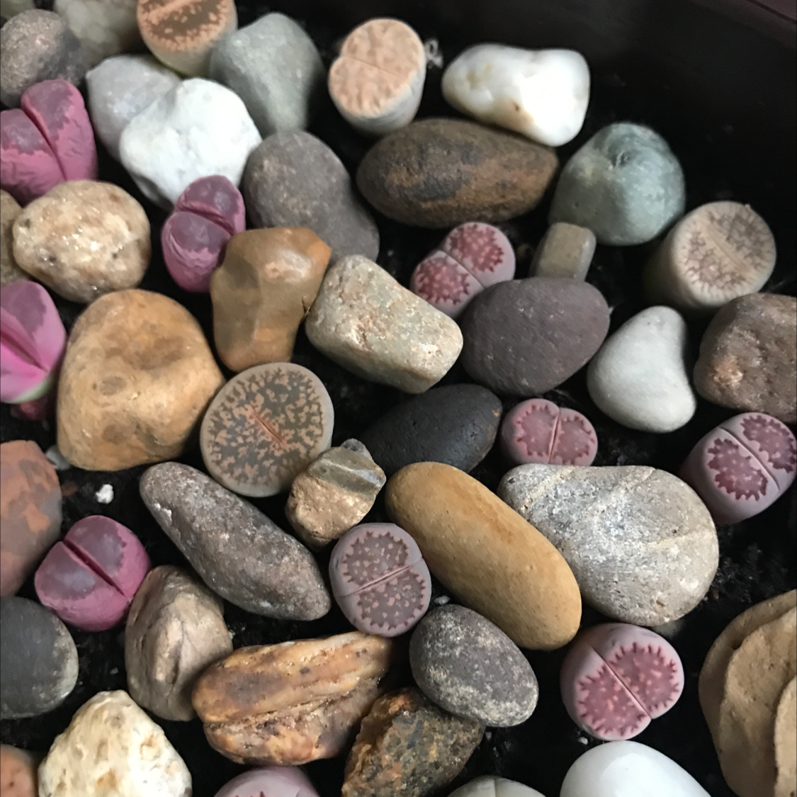 Living Stones plant photo by Veronica named Your plant on Greg, the plant care app.