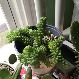 Burro's Tail plant in Bromley, Kentucky
