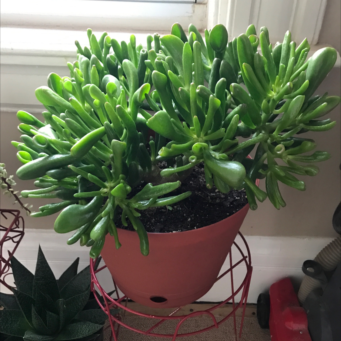 Lucky Plant plant photo by Veronica named Gates on Greg, the plant care app.