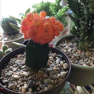 Moon Cactus plant in Bromley, Kentucky