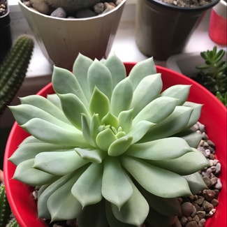 Pearl Echeveria plant in Bromley, Kentucky