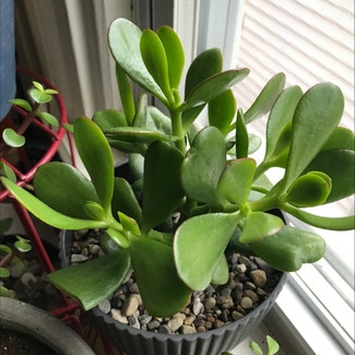 Silver Jade Plant plant in Bromley, Kentucky