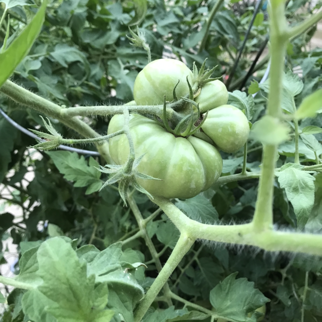 Tomato Plant plant photo by Veronica named Morgan Treeman on Greg, the plant care app.
