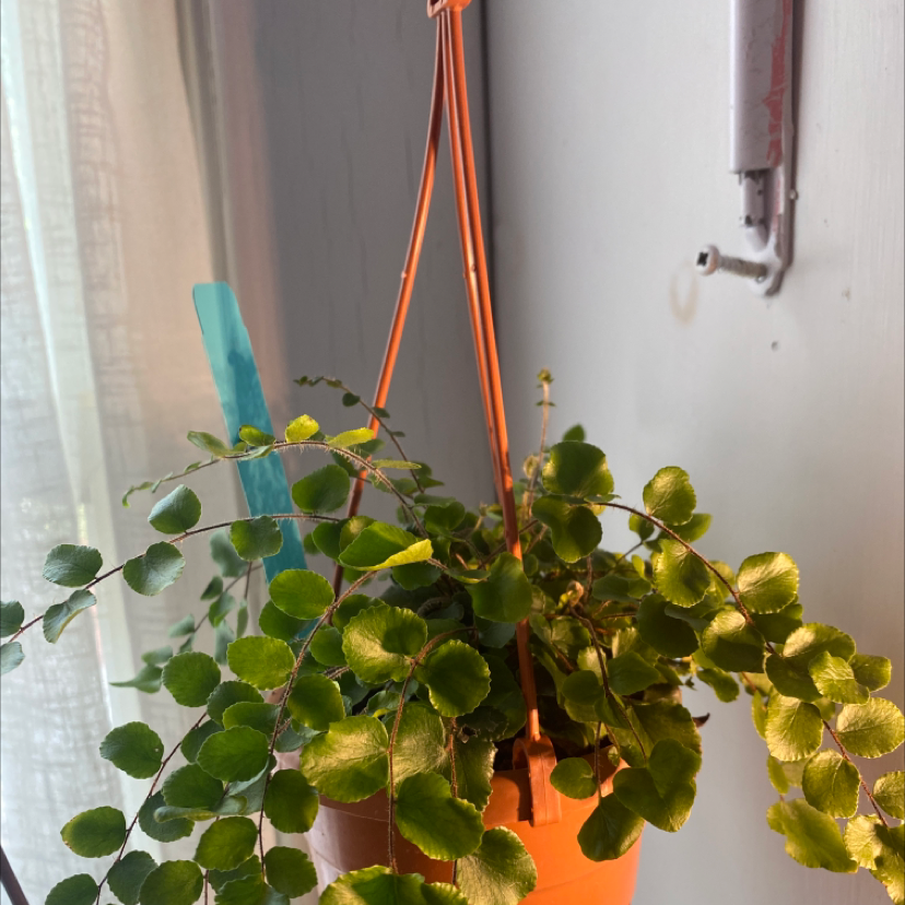 Photo of the plant species Pellaea rotundifolia by @livybug12304 named infra orbital on Greg, the plant care app